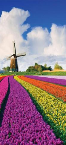 Tulip Fields Of Netherlands Tulipfieldsofnetherlands