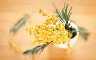 Mimosa Flowers Yellow Vase Wallpaper HD