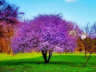 Purple Tree Wallpaper