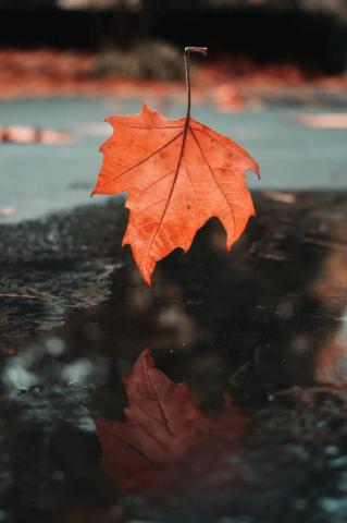 30k Maple Pictures Image