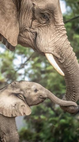 Animal African Bush Elephant