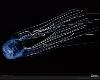 The Infamous Box Jellyfish Developed Its Frighteningly Powerful Venom