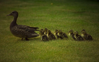 Baby Duck Background Wallpaper