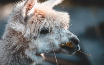 Lama HD Wallpaper