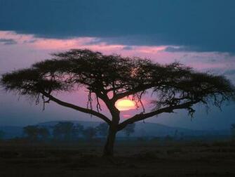 Pics Photos African Wallpaper