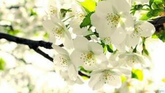 Apple Blossom Wallpaper Widescreen