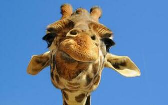 Animal Wallpaper Desktop Of The Giraffe On African