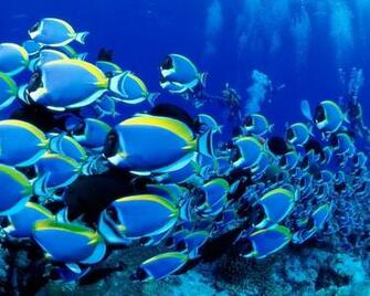 Beautiful Wallpaper Fish