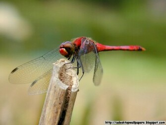 Dragonfly Animal Desktop Wallpaper Pc