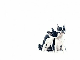 Boston Terrier Wallpaper