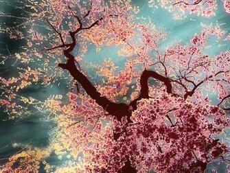 Cherry Blossom Tree Wallpaper