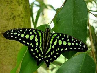 Butterflies Image Green Butterfly Wallpaper And Background Photos