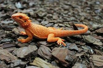Bearded Dragon Wallpaper