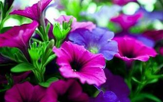 Pink And Purple Flower Background