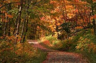 Autumn Forest Wallpaper