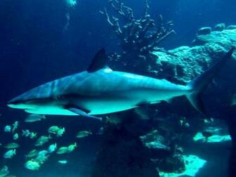 Bull Shark Wallpaper Tall