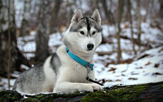 Beautiful White Husky Dog Wallpaper