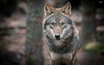 Wolf Wallpaper Animal HD