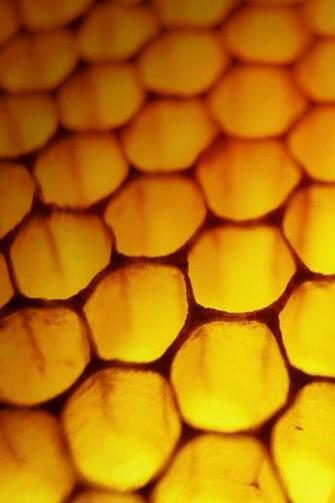 Windows Honeycomb Bees Wallpaper Art HD