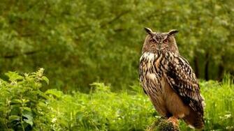 Owl Birds Grass Herbs Predator Wallpaper Background 4k Ultra HD