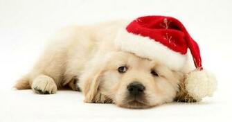 Golden Retriever Christmas
