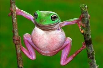 Pink And Green Wallpaper