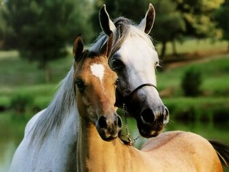 Beautiful Wallpaper Wild Horses
