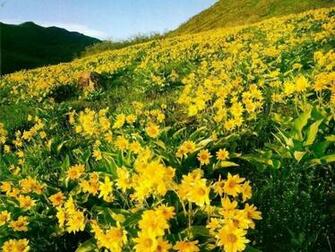 Desktop Flower Wallpaper Beautiful