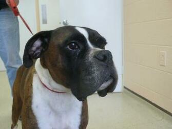 Love Boxer Dogs Wallpaper Desktop