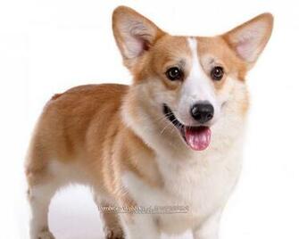 Corgi Dogs And Pembroke Welsh Puppies No Wallpaper