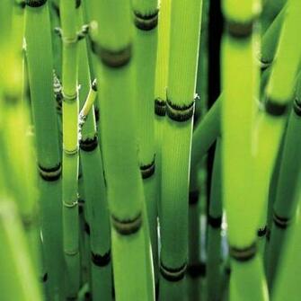 Green iPad Mini With Retina Display Wallpaper
