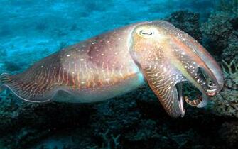 Cuttlefish Great Barrier Reef HD Desktop Background