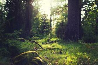 Yosemite Wallpaper Nature Meadows 5k Forest