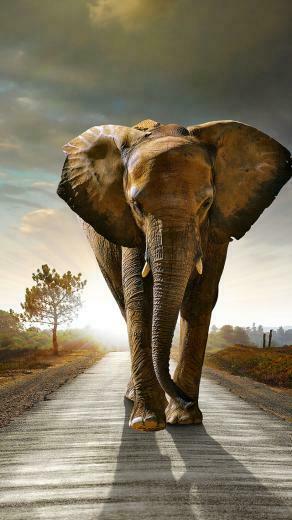 African Elephant 3wallpaper iPhone Les Wallpaper Du Jour