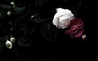 Black Rose Wallpaper
