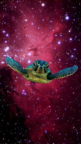 I Made An iPhone Wallpaper Of The Turtle In Space This Is Where