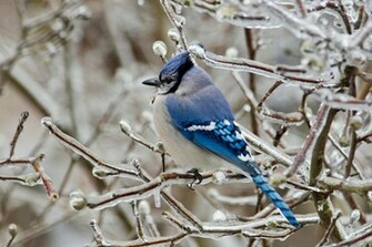 Blue Bird In Ice Nature Wallpaper