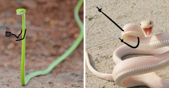 People Are Doodling On Snake Pics And The New Scenarios