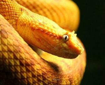 Eyelash Viper By Cindy1701d