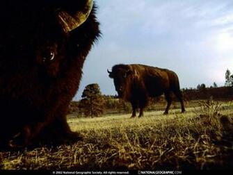 Plains Great Buffalo Photo Of The Day Picture