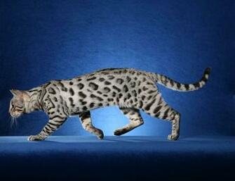 Bengal Cat Wallpaper