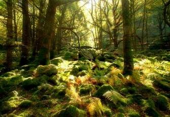 Forest Of Endor By Scotto