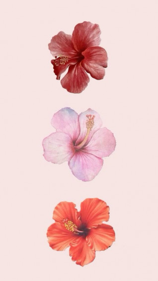 Hibiscus Flower Wallpaper In