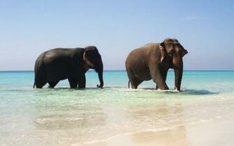 Elephant Wallpaper HD Desktop