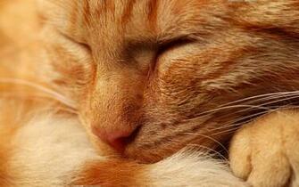 Orange Cat Wallpaper Stock Photos
