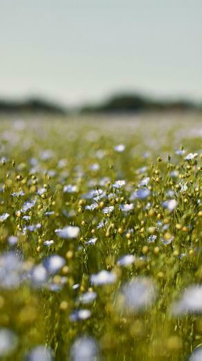 Field Blue Cosmos Flower Spring Nature Beautiful Android Wallpaper