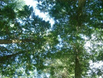 Pine Trees Wide Wallpaper