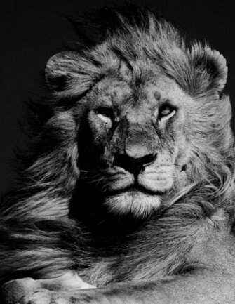 Black And White Lion Desktop Quotes
