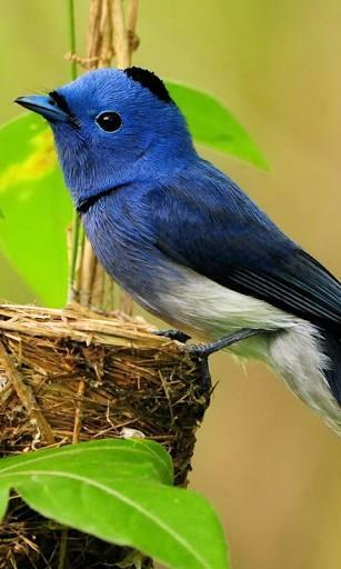 Bigger Exotic Birds Live Wallpaper For Android Screenshot