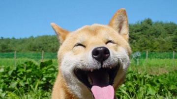 Shibe Doge Wallpaper Prague Astronomical Clock